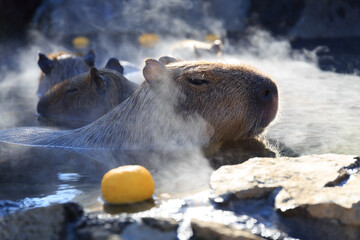 柚子の置かれた温かい温泉に浸かるカピバラ