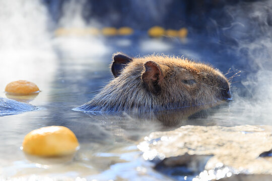 カピバラ Images – Browse 3,003 Stock Photos, Vectors, and Video
