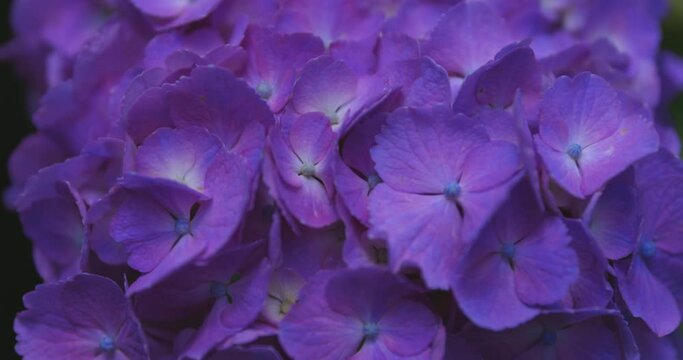 A hydrangea flower at the garden in the public park extreme close up