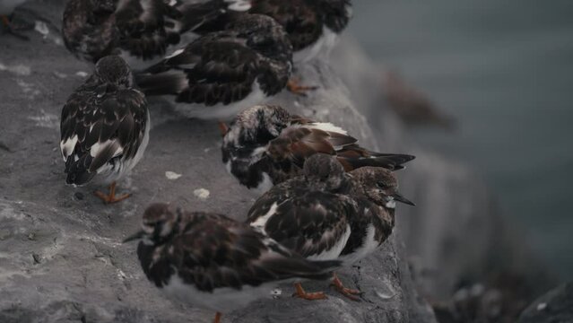 Des oiseaux sur un rocher &agrave; la mer