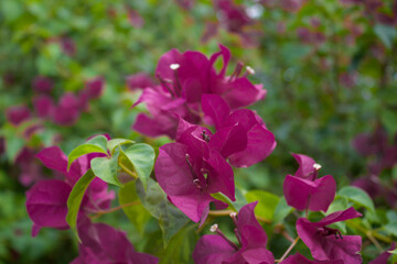 pink flowers in a garden