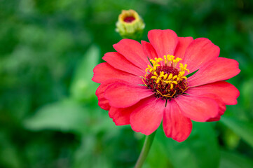 Close up of red lily flower with customizable space for text