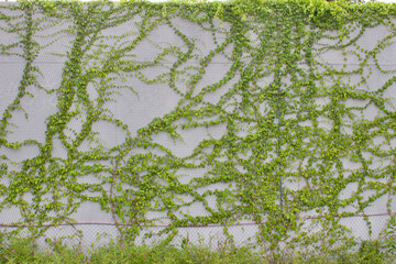 green ivy texture background