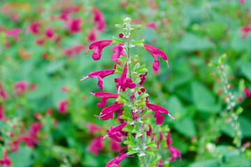 red flowers in the garden