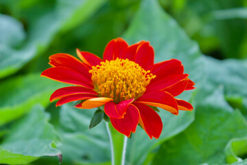 red and yellow flower