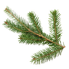 fir tree branch isolated on white background