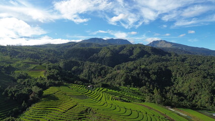 View of expansive rice fields in the countryside