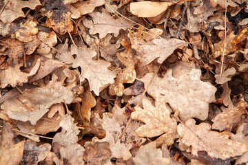 Autumn yellow leaves, top view. Background from fallen leaves trees for publication, screensaver, wallpaper, postcard, poster, banner, cover, website. High quality photo