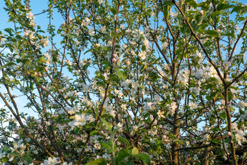 Spring background from blossoming apple tree. Blossom apple branches for publication, design, poster, calendar, post, screensaver, wallpaper, banner, cover, website. High quality photo