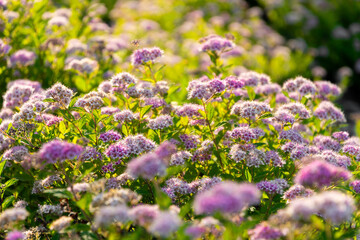 Obraz premium Blooming pink spirea bush in the rays of morning sun