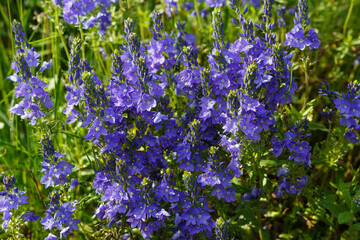 Obraz premium Veronica teucrium, begegnet im Oberen Donautal auf der Schwäbischen Alb