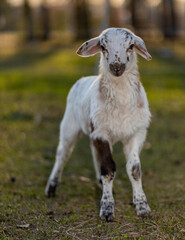 Spotted sheep lamb on a grassy pasture at sundown