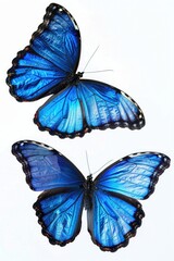 Blue butterflies on white surface