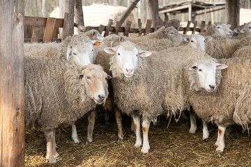 A Herd of Sheep Standing Together