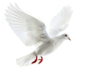 Obraz premium White dove in flight