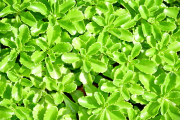 Green Plant Leaves