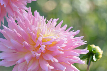 ピンクの大輪のダリアの花