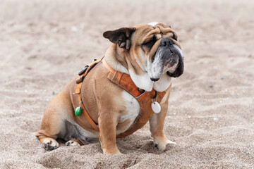 Brown English Bulldog Sitting on a Sandy Beach