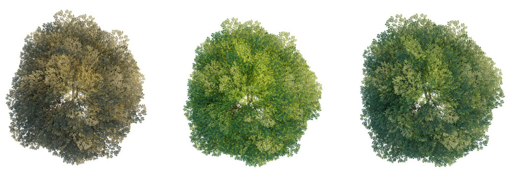 Juglans regia tree top view, tree plan 4k png cutout	