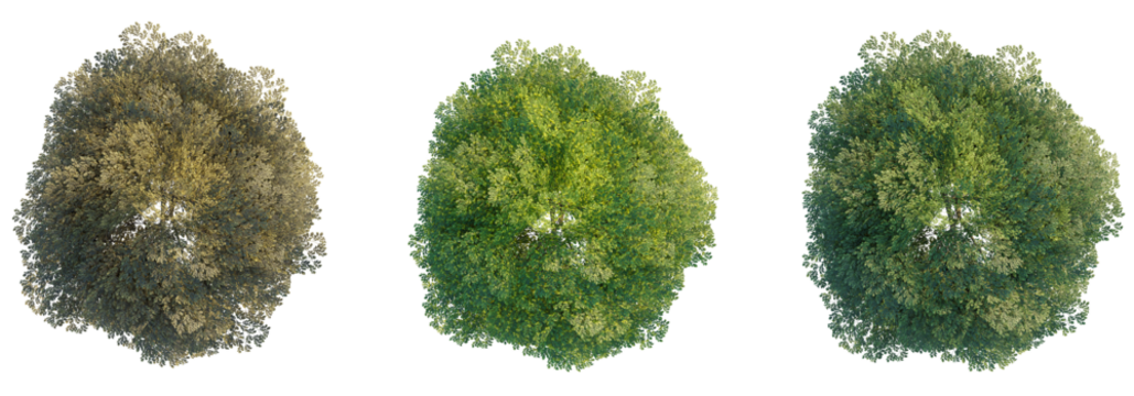 Juglans regia tree top view, tree plan 4k png cutout	
