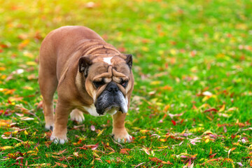 Brown Bulldog Walking On Grass With Fallen Leaves
