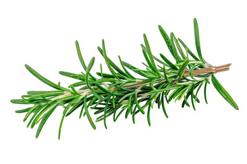 Fototapeta premium Close-up of fresh rosemary sprig isolated on a white background, showcasing its vibrant green leaves and aromatic nature.