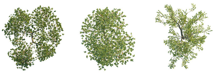 Fototapeta premium Malus domestica tree top view, tree plan 4k png cutout 