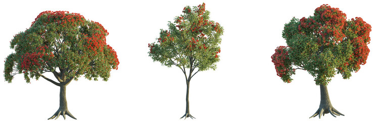 Corymbia tree 4k png isolate cutout