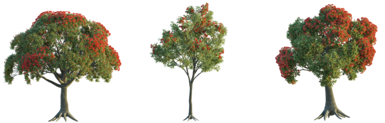 Corymbia tree 4k png isolate cutout