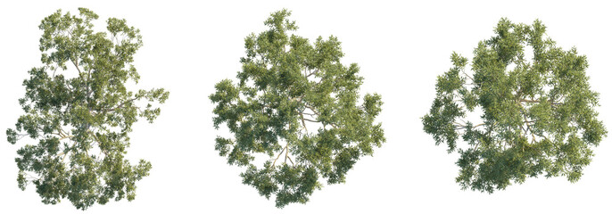 Eucalyptus tree top view, tree plan 4k png cutout	