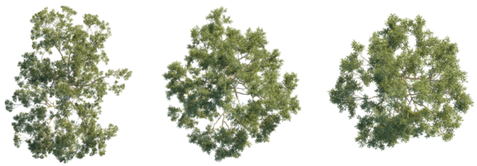 Eucalyptus tree top view, tree plan 4k png cutout	