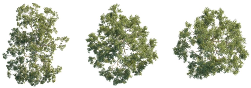 Eucalyptus tree top view, tree plan 4k png cutout	