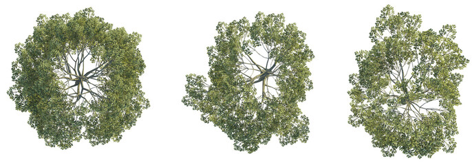  Quercus robur tree top view, tree plan 4k png cutout	