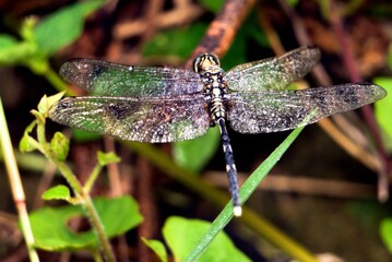 photo macro of dragonfly