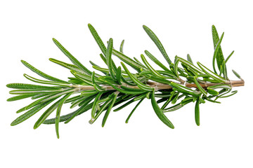 Fototapeta premium Fresh rosemary herb single sprig isolated on white background. Aromatic green leaves versatile for cooking, decoration, and essential oils.