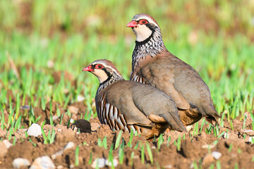 Pair of partridges