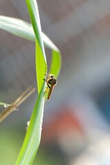 Robber fly insect