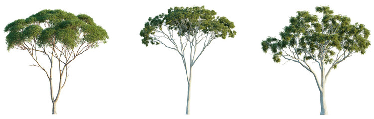 Eucalyptus tree 4k png isolate cutout