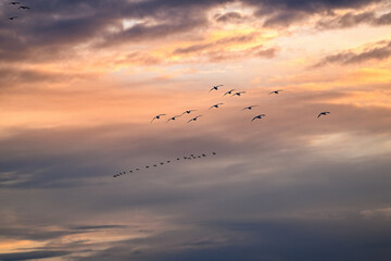 Silhouette of geese against a morning sunrise