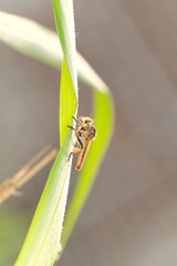 Robber fly insect