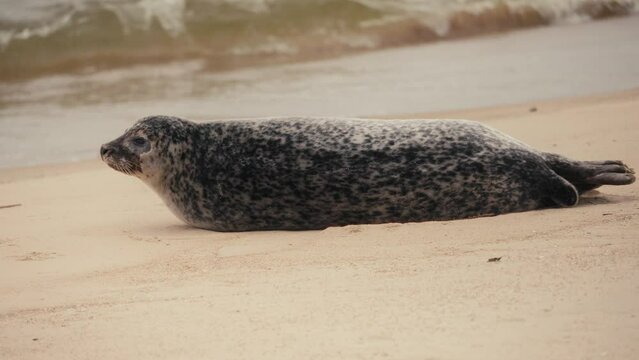 Un phoque sur une plage 