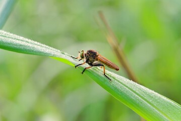 Robber fly insect