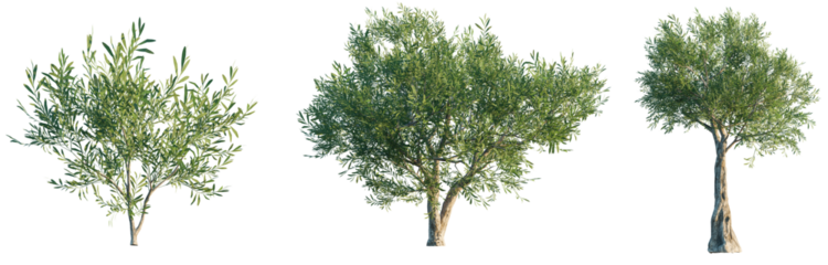 Olea europaea tree 4k png isolate cutout