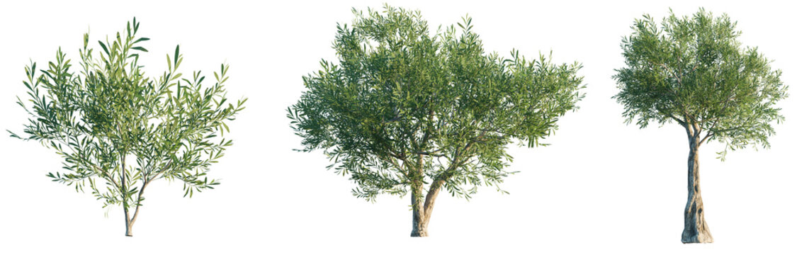 Olea europaea tree 4k png isolate cutout
