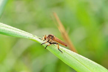 Robber fly insect