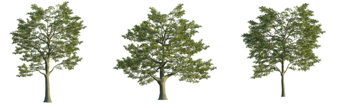 Quercus robur tree 4k png isolate cutout