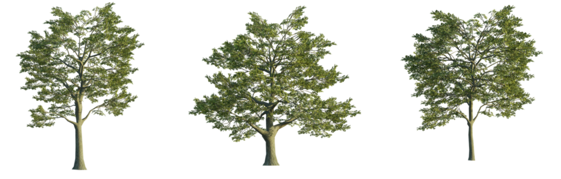 Quercus robur tree 4k png isolate cutout
