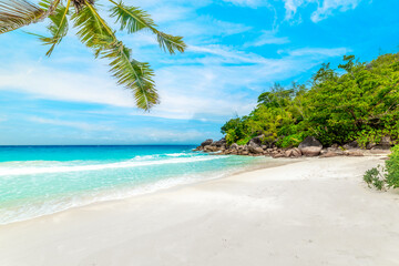 Obraz premium White sand and palm trees in a tropical beach