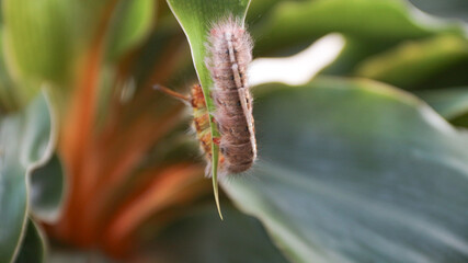 Brown furry caterpillar on the rose leaf.