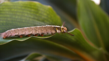 Brown furry caterpillar on the rose leaf.